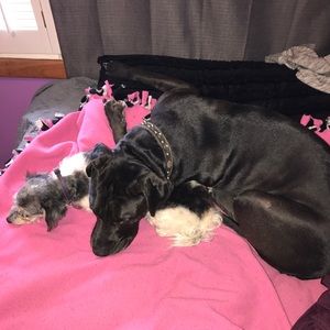 Meet your Posher, Abby